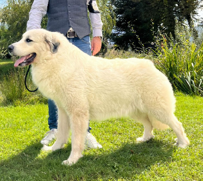 Étalon Chien de Montagne des Pyrenees - Premiere femme Della Rocca Dei Patous