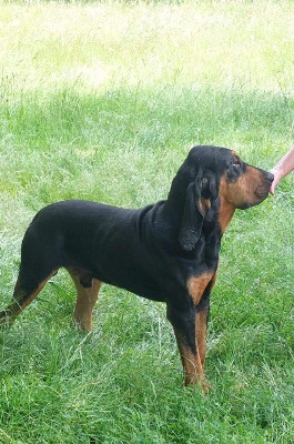 Étalon Chien de Saint-Hubert - Toulouse De La Porte Des Hautes Landes