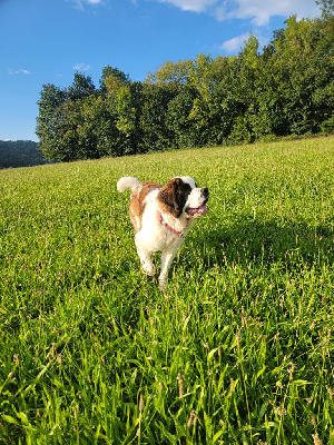 Étalon Chien du Saint-Bernard - Volenn Des Bauges De La Vallière