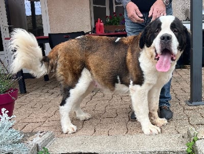 Étalon Chien du Saint-Bernard - Targa des molosses des neiges