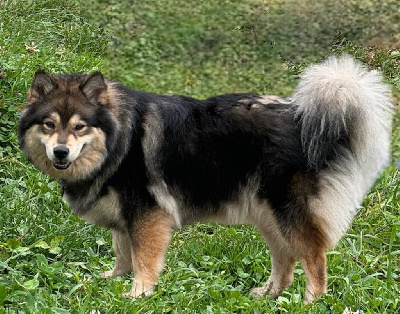 Étalon Chien finnois de Laponie - TÄhti side Auringosta