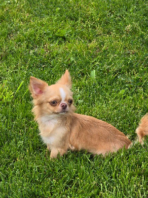 Étalon Chihuahua - Wishes simba My Fair Chi