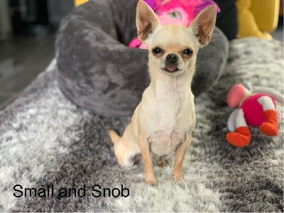 Étalon Chihuahua - Small And Snob Ursula