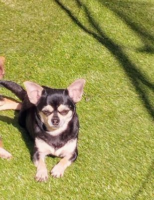 Étalon Chihuahua - Rayanna De La Vallée Des Cèdres Bleus