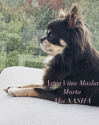 Étalon Chihuahua - Nasha marka Astra vitus