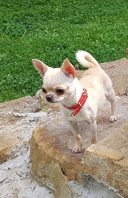 Étalon Chihuahua - Una acqua di gioia Des Gourmandises De Strass