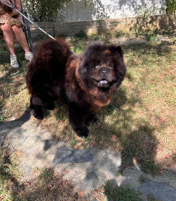 Étalon Chow Chow - Stone Des Leetchy D’Oska