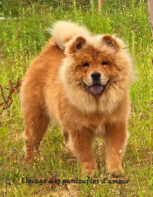 Étalon Chow Chow - Uli des Pantoufles d'Amour