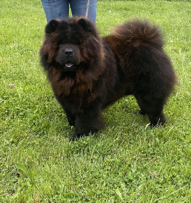 Étalon Chow Chow - O'king wan Des Patounes Du Yang Chow