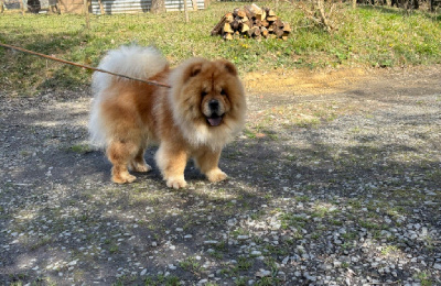 Étalon Chow Chow - Pao Du Temple Des Songshi Quan