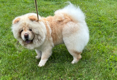 Étalon Chow Chow - Tchili peppers Des Douceurs Du Joly A Mour