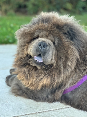 Étalon Chow Chow - Shiva Aurely's Dogs