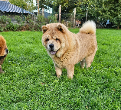 Étalon Chow Chow - Toinette Le domaine de fabadel