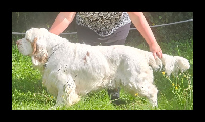 Étalon Clumber Spaniel - Tonnerre de brest dit tonton Des Touches Du Perche