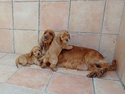 Étalon Cocker Spaniel Anglais - Tilly of caniland's dream