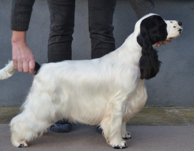 Étalon Cocker Spaniel Anglais - Corralet Macarena viii