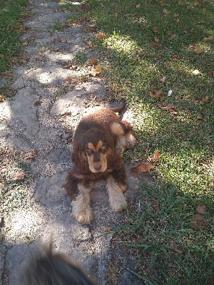 Étalon Cocker Spaniel Anglais - Umber Du Domaine De La Pruneraie