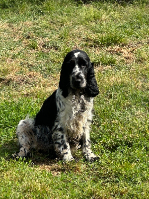 Étalon Cocker Spaniel Anglais - Terre De sandie landes