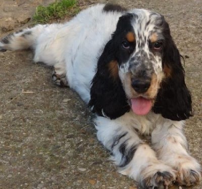 Étalon Cocker Spaniel Anglais - Usco du domaine de clayeux