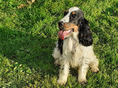 Étalon Cocker Spaniel Anglais - Uhaina De montravel