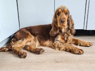 Étalon Cocker Spaniel Anglais - ThÉsÉe du domaine de Std Gladyce