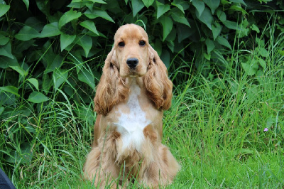 Étalon Cocker Spaniel Anglais - Dream Of Best In Show Une bulle de champagne