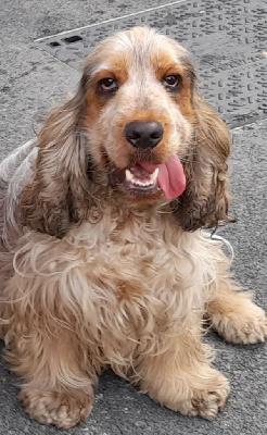 Étalon Cocker Spaniel Anglais - Ti-amo bambino of caniland's dream