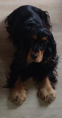 Étalon Cocker Spaniel Anglais - CH. Nala Du Val De Ligéris