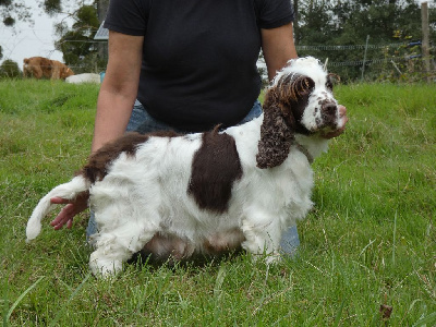 Étalon Cocker Spaniel Anglais - Rostellec breizh des Landes d'Araize