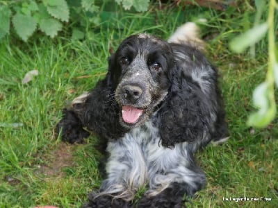 Étalon Cocker Spaniel Anglais - Sherwood de de la légende des elfes