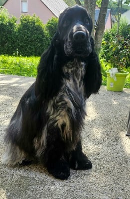 Étalon Cocker Spaniel Anglais - CH. Chocoblue Rolling stone