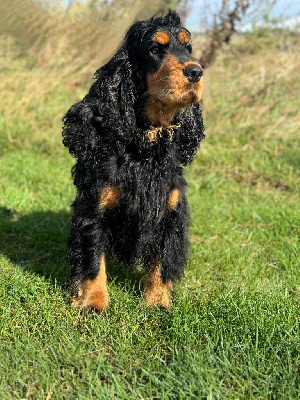 Étalon Cocker Spaniel Anglais - Toscane de la Mare de l’Oraille