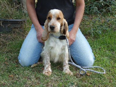 Étalon Cocker Spaniel Anglais - Sarabi Ar Ti Marellek