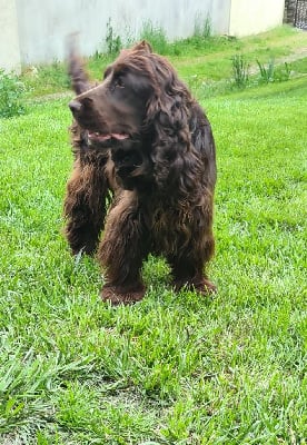 Étalon Cocker Spaniel Anglais - Udine Du Domaine De La Pruneraie