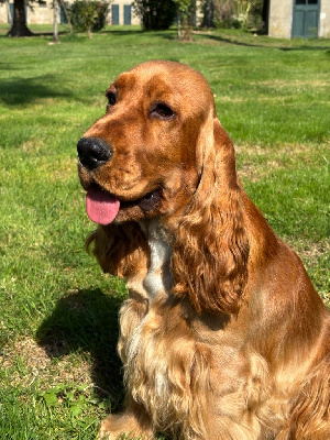 Étalon Cocker Spaniel Anglais - Sunset D'hell Ultimatum