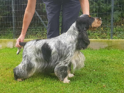 Étalon Cocker Spaniel Anglais - Prodige des deux Camelias