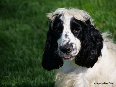 Étalon Cocker Spaniel Anglais - Tarwen de la légende des elfes