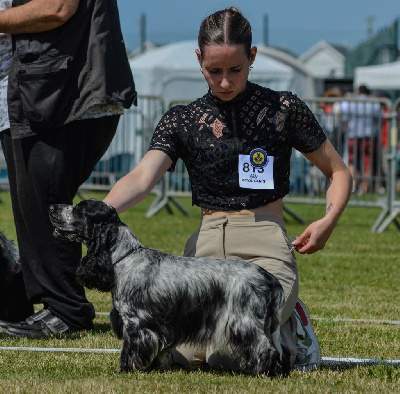 Étalon Cocker Spaniel Anglais - So sweet and Lovely Tagada strawberry