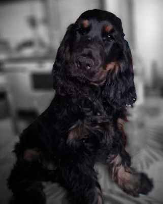 Étalon Cocker Spaniel Anglais - Veni vidi vici alias xena du Grand Cougnot