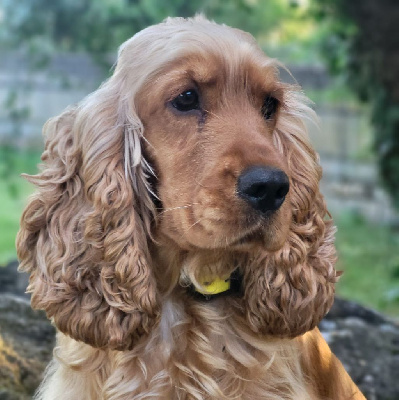 Étalon Cocker Spaniel Anglais - Thémis du domaine de Std Gladyce