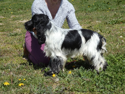 Étalon Cocker Spaniel Anglais - Tariec Ar Ti Marellek