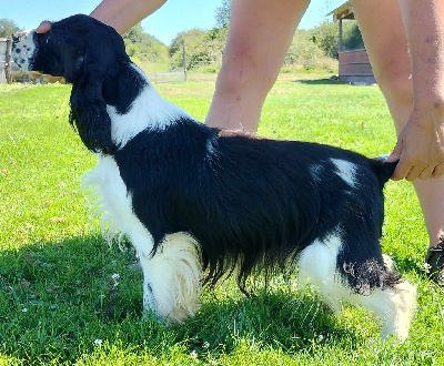 Étalon Cocker Spaniel Anglais - Weeping Willows Tony