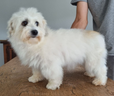 Étalon Coton de Tulear - Suzy des hirondelles du voyage