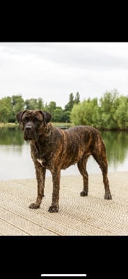 Étalon Dogo Canario - Saküra Du Domaine Du Ti-koad Breizh