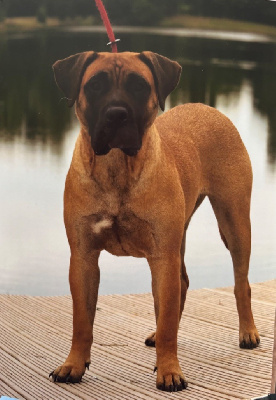 Étalon Dogo Canario - Umi De La Fleur Des Îles Canaries