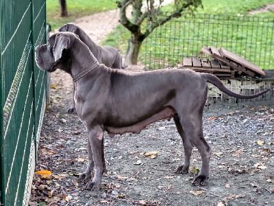 Étalon Dogue allemand - Rachel D'hoszelee