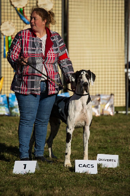 Étalon Dogue allemand - Selya rayaon Des Zamours De Caux