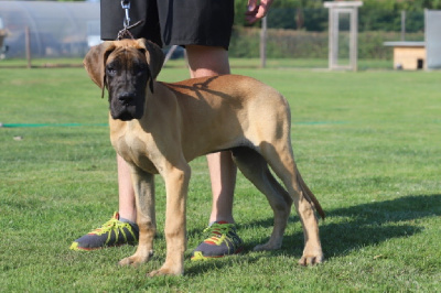 Étalon Dogue allemand - Vladimir (Sans Affixe)