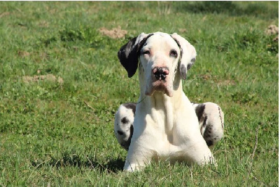 Étalon Dogue allemand - Shiny miss des monts d'orosia