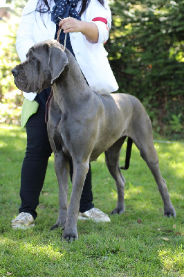 Étalon Dogue allemand - Fafarafa modry efekt